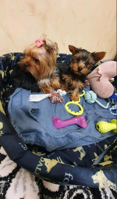 мини йоркширски териер