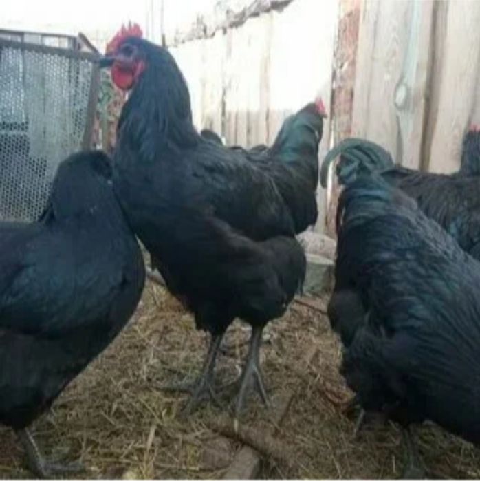 Жерси гигант кора товук тухумларига заказ оламиз