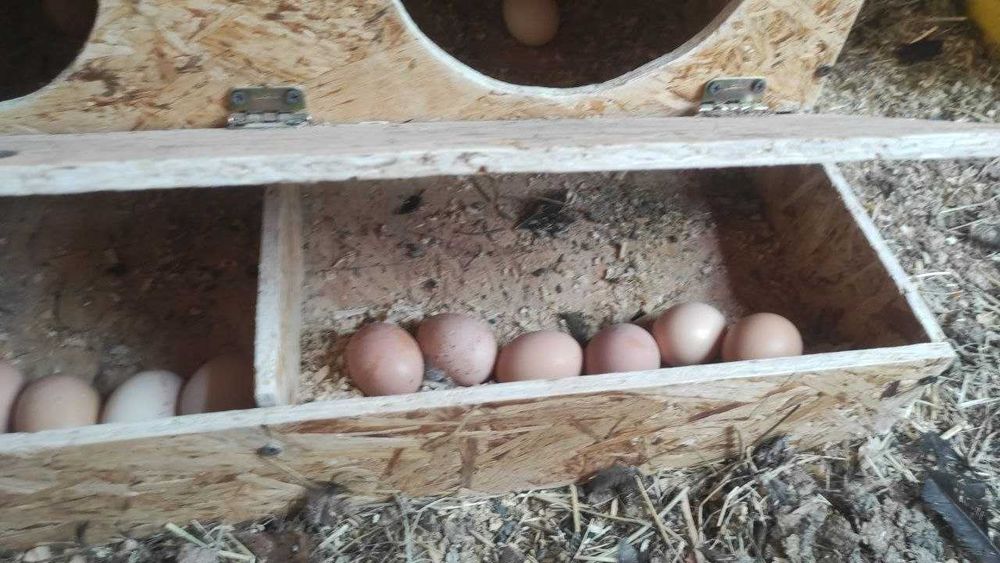 Гнездо для трёх кур-несушек – максимально высокий урожай яиц!