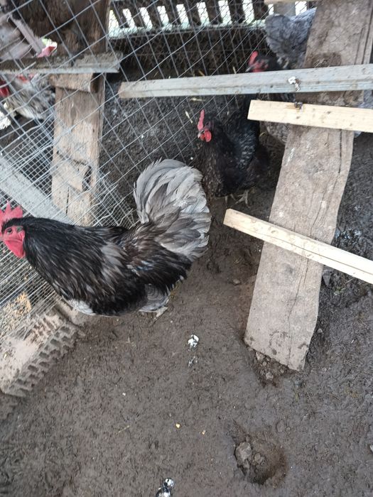 Oua pentru incubat araucana și austrolop albastru