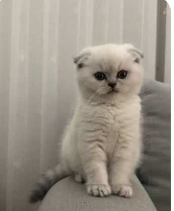 Котятки шотландские