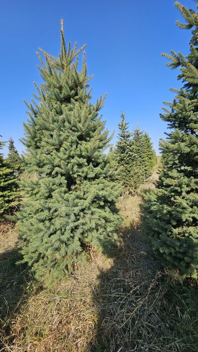 Елка,голубые ели 4 м