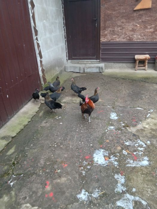 De vanzare gain si cocos phoenix.