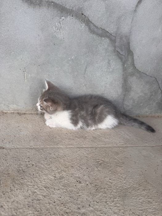 scottish fold -straight