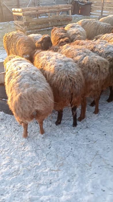 Продам костратов с откорма