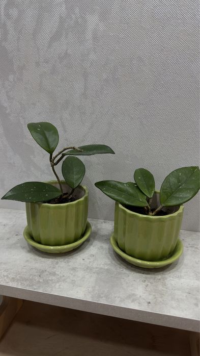 Хоя карноза укорененная