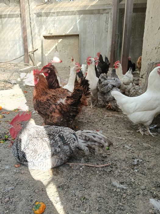 Продам домашних курей и петухов