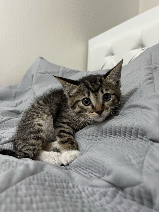 Отдам котенка  (девочка)