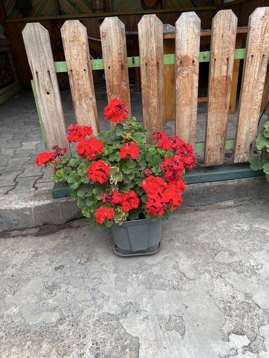 Продам цветок ГЕРАНЬ  королевская.
