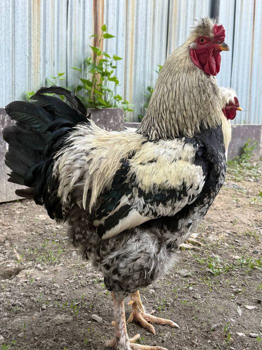 Петух хохлатый молодой