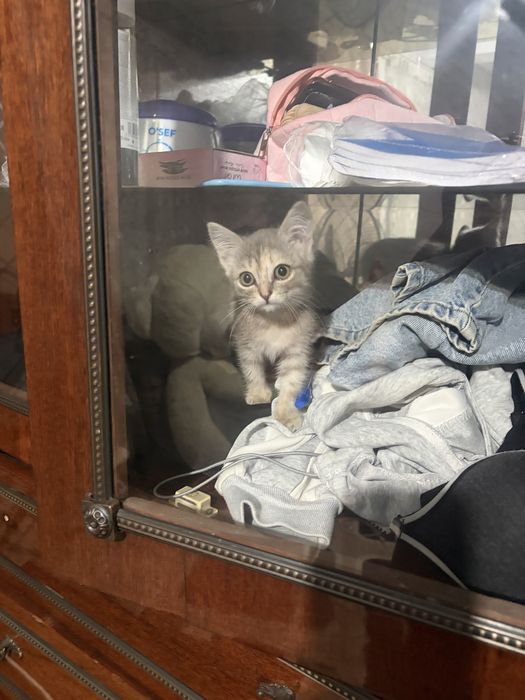 Котенок в добрые руки