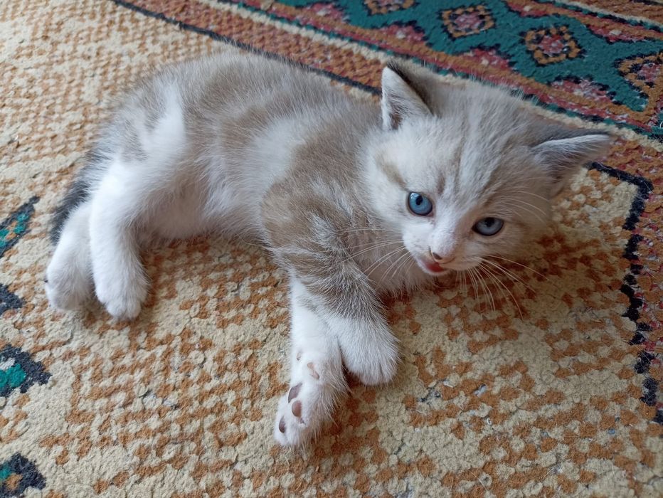 Отдаю котят в добрые руки.