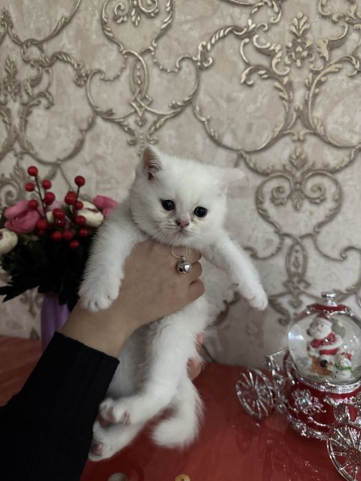 Котенок, кошки пародистые