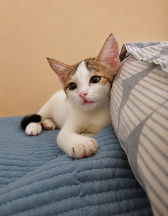 Отдам котенка мальчика