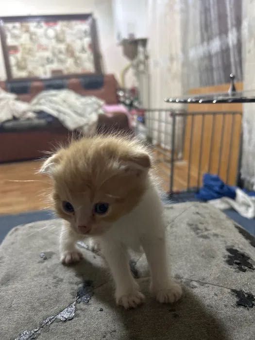 Маленькие милые веслоухие ищут дом