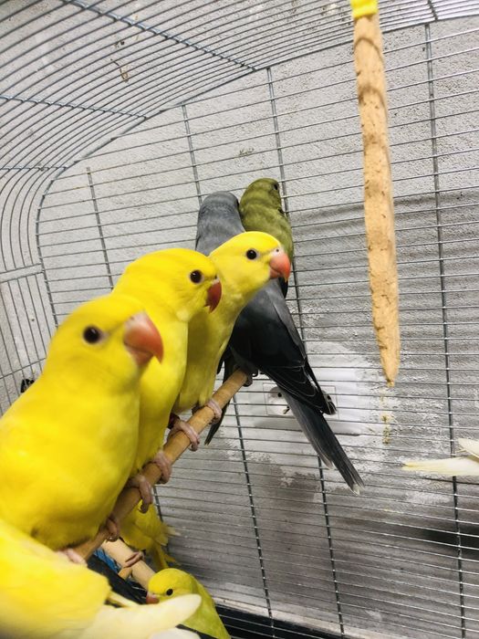 Papagali pui blanzi micul alexandru alexander