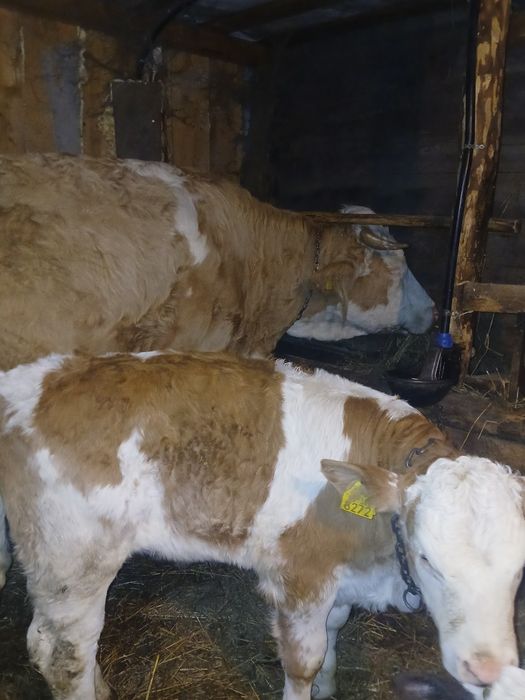 Vând juninca fătat de doua luni