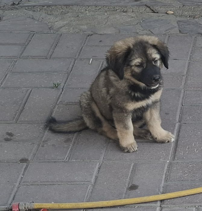 Щенок кавказской овчарки, девочка