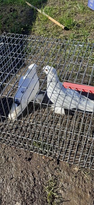 Porumbei jucatori de uzbekistan