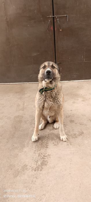 Ищим спутницу для вязки