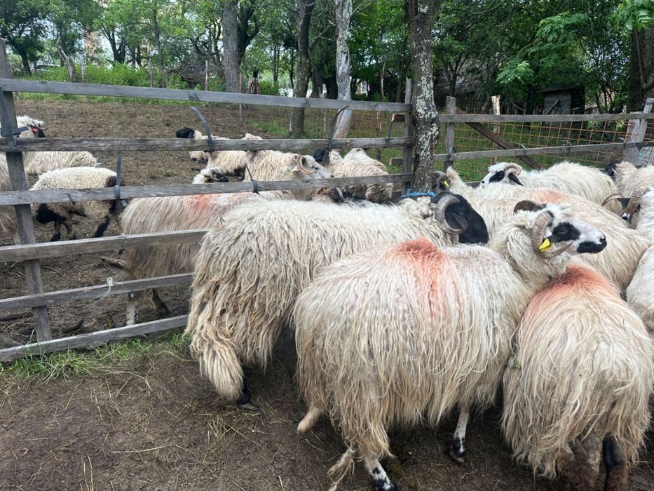 Berbeci schimb cu oi