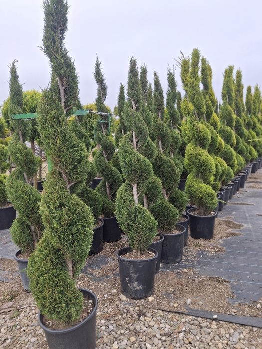 Vând plante ornamentale și livrez