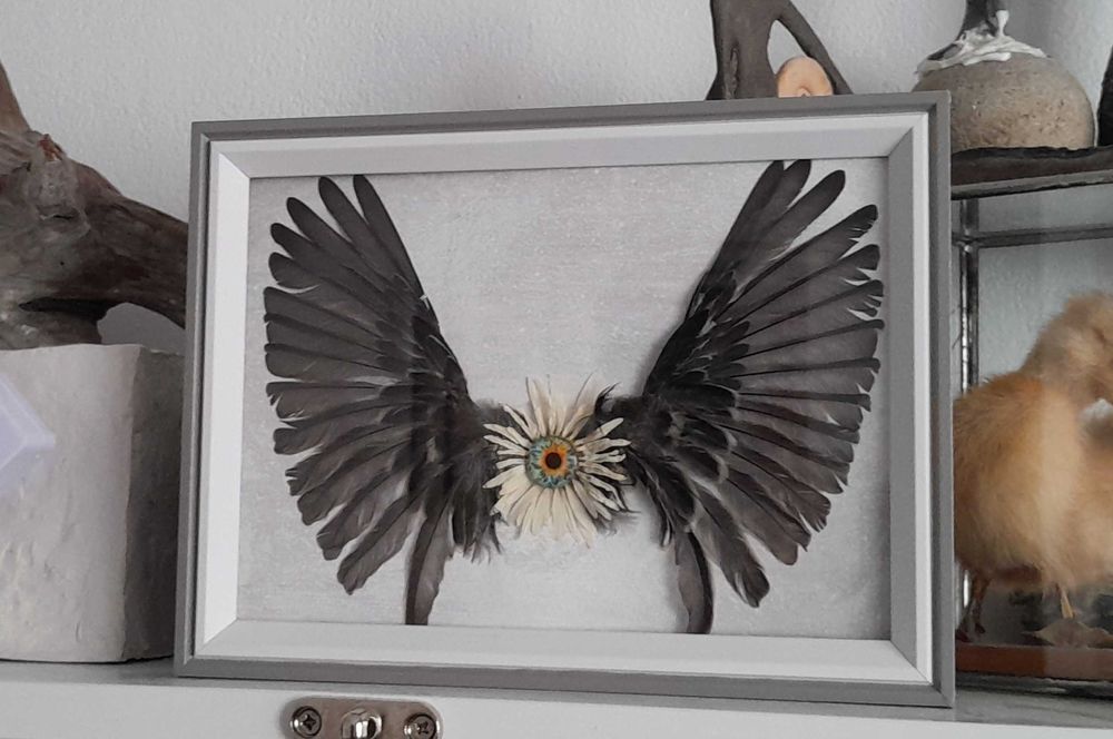 Aripi naturale înrămate