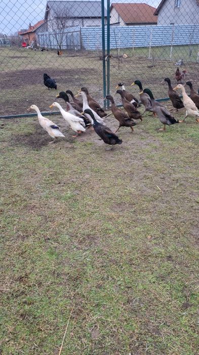 Ouă de rață alergătoare indiene pentru incubat