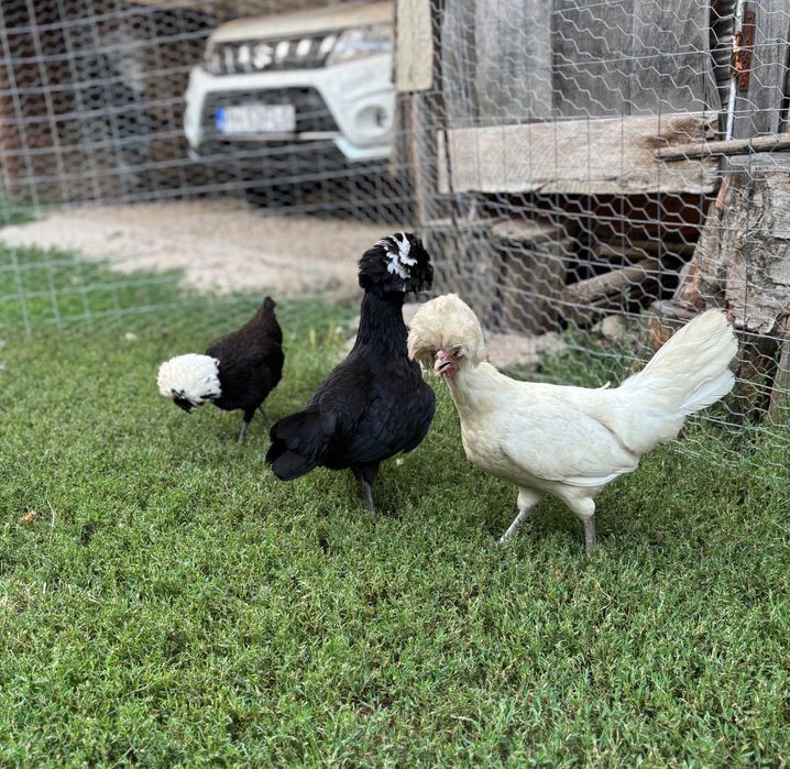 Motata olandeza Mii de flori