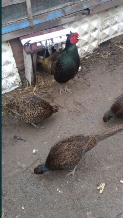 Фазан - Кыргауыл