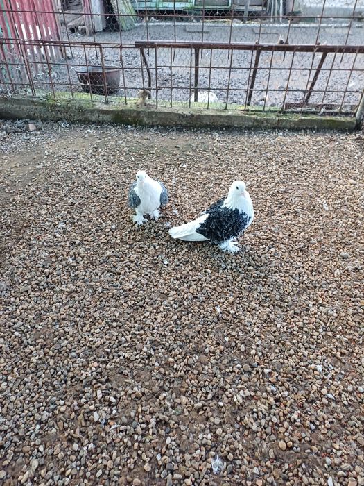 Porumbei creti capaciti