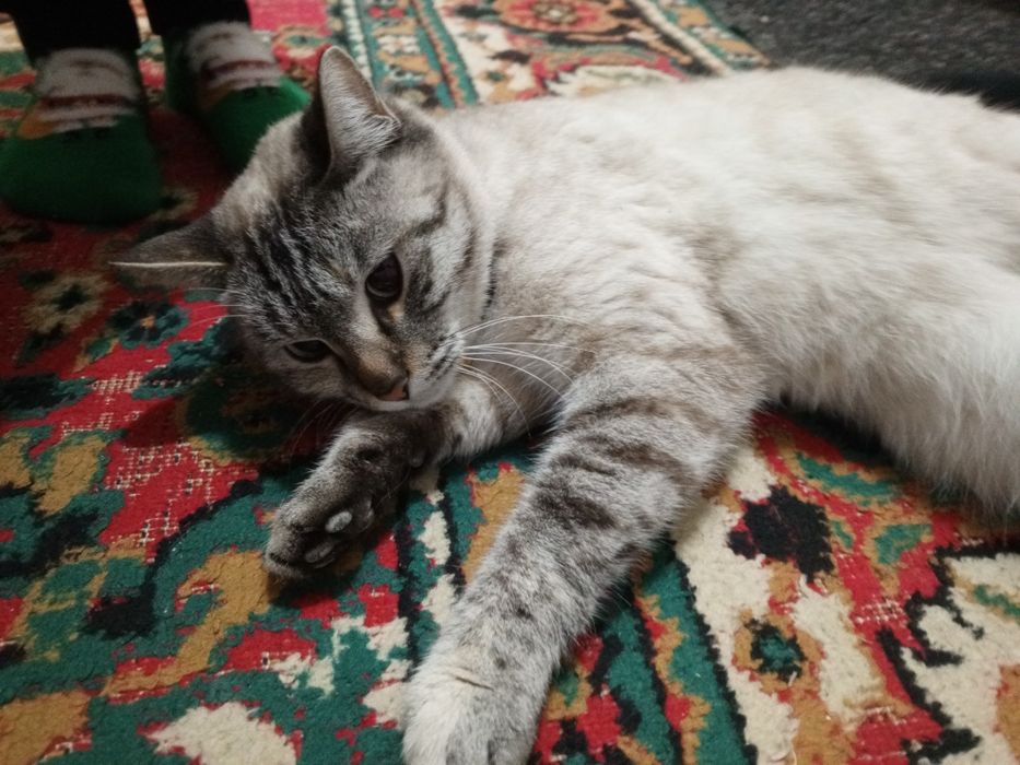 Uyda boqilgan. Zottor mushik