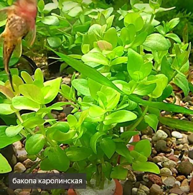 аквариумные растения