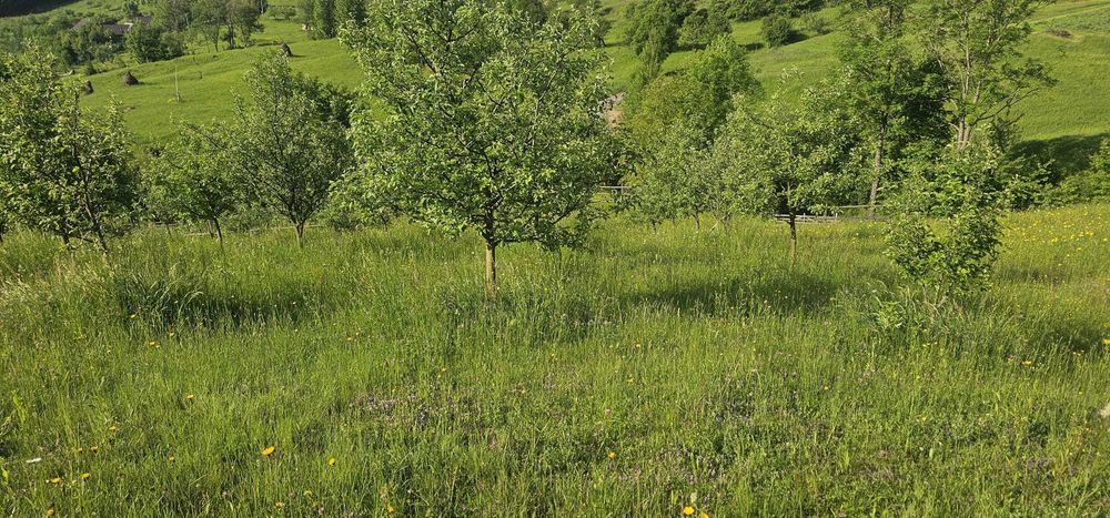 Teren agricol cu casa de lemn