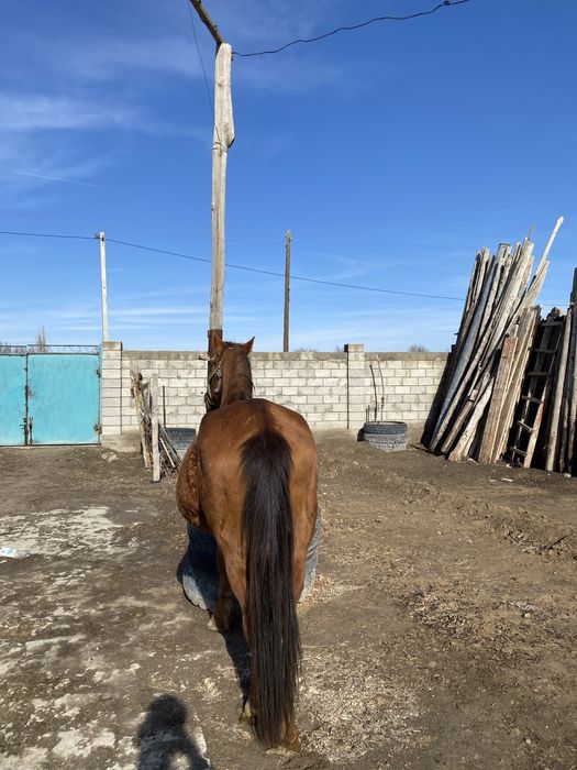 Буаз бие сауын г