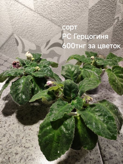 Продам Фиалочки набирают цвет