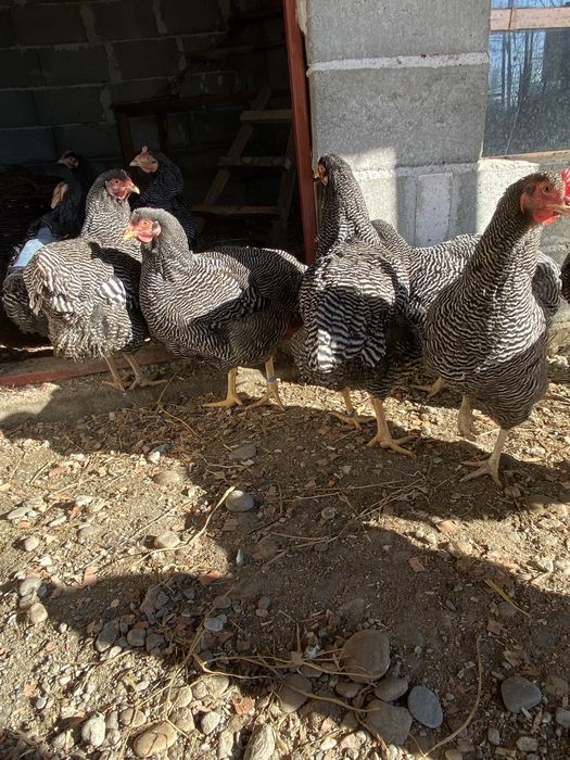 Oua Plymouth Rock Barat