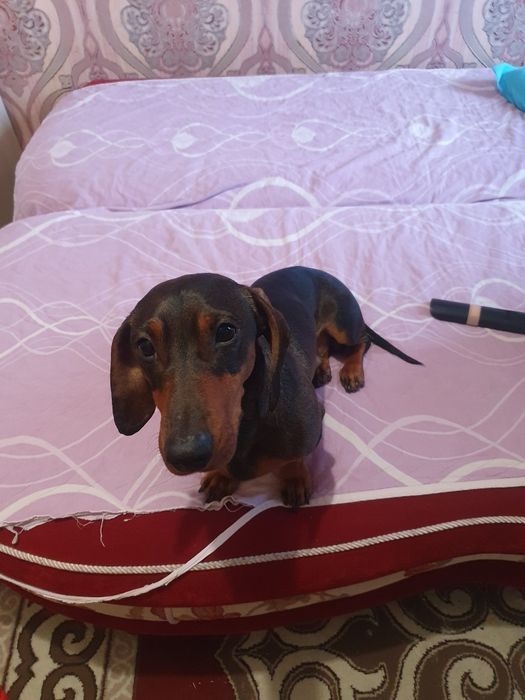 Собака такса 1 год