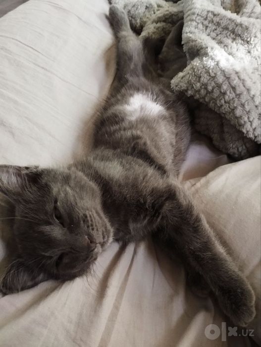 Отдаем котенка в добрые руки