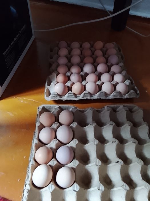Продам яйцо от домашних кур