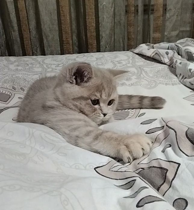 Шоу класс! Девочка.