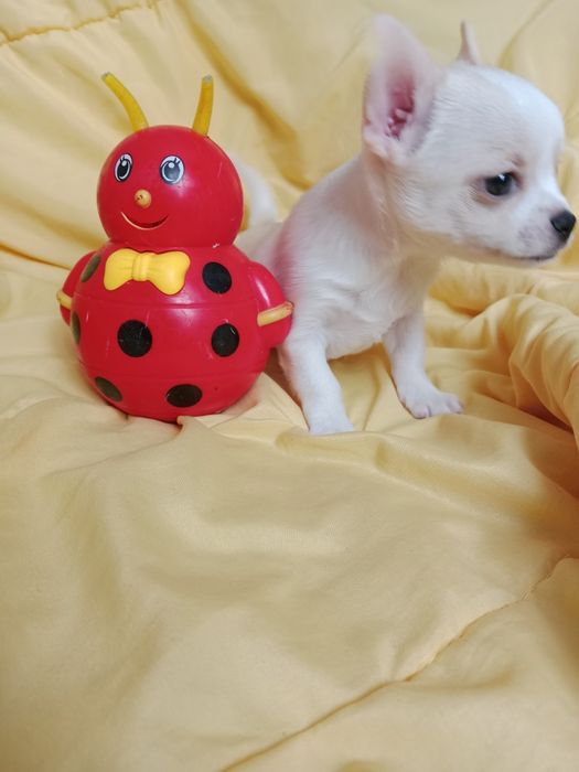 Щенки Чихуахуа мальчики.