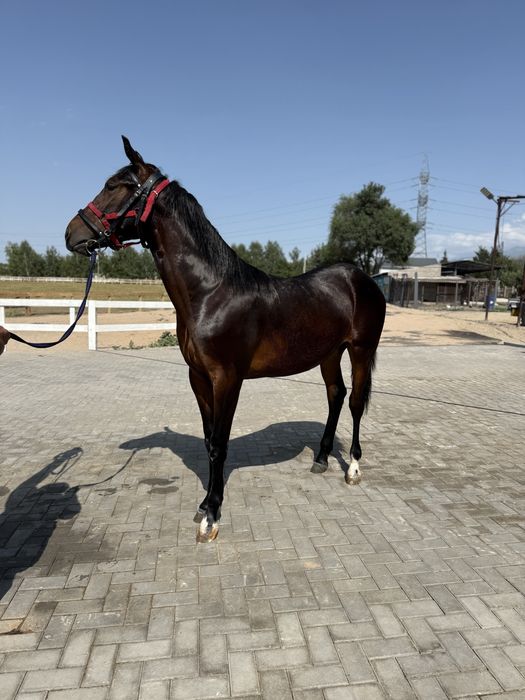 Продам Тайчика ! Возраст 1 год 3 месяца