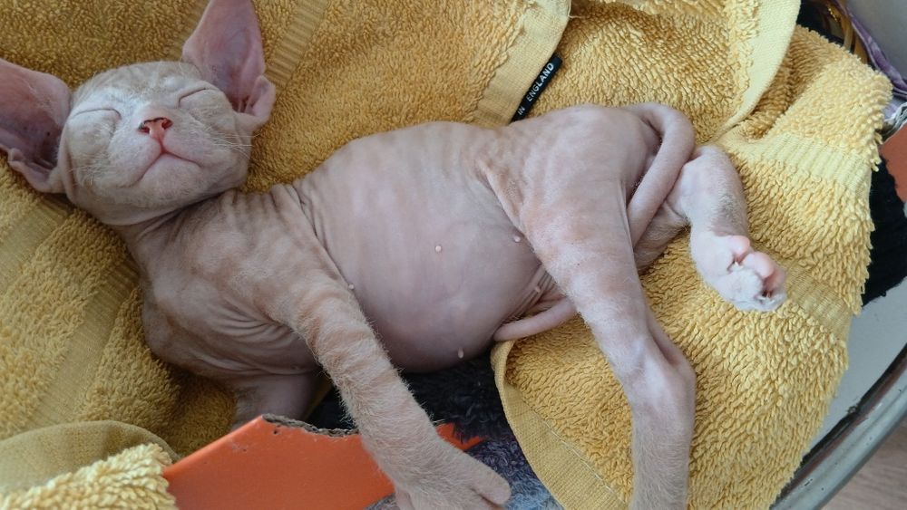 Сфинкс котёнок 1месяц 15дней