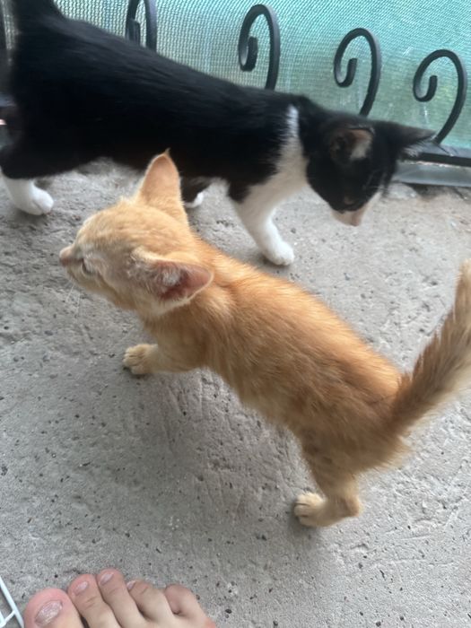 Отдам котят бесплатно