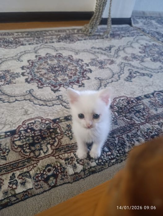 Скотш страйт битта эркак битта киз колди