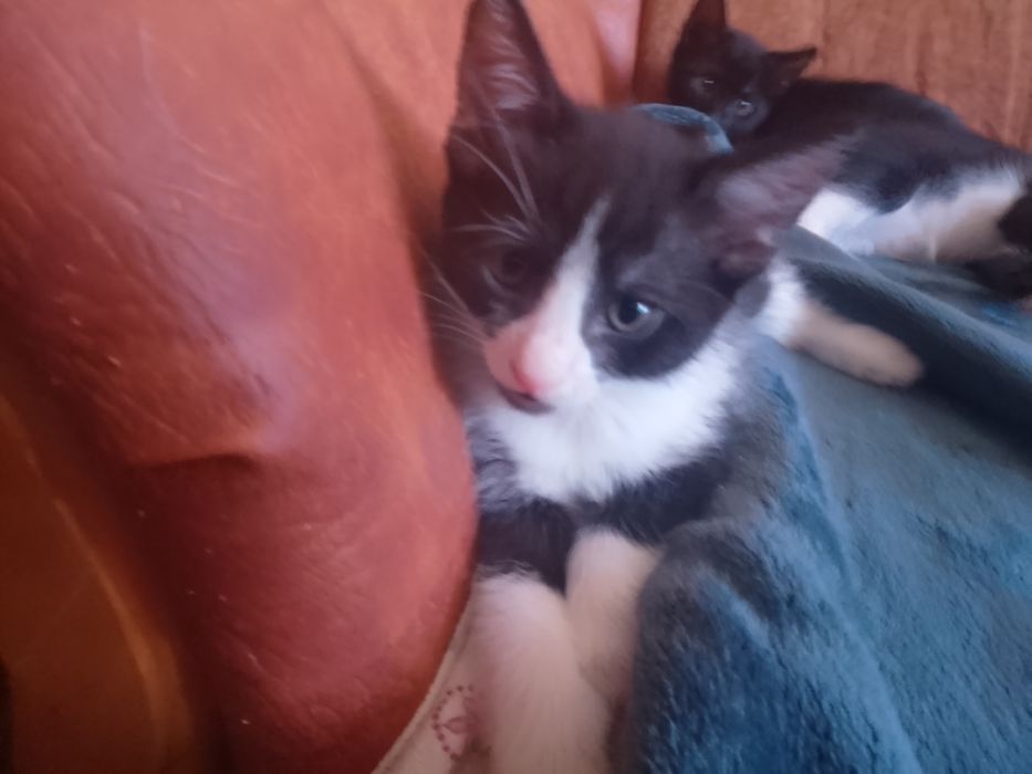 pisici alb cu negru și negru