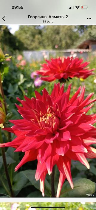 Продаём георгины