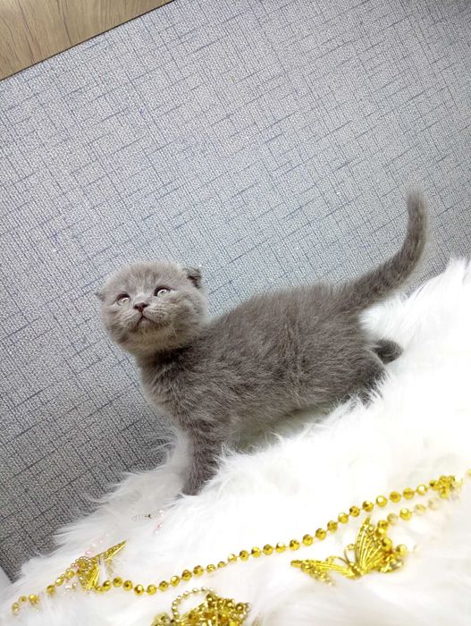 Породистые котята 2 месяца игривые здоровые Скоттиш-страйт 2шт