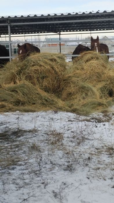 Сено житняк летний пакос